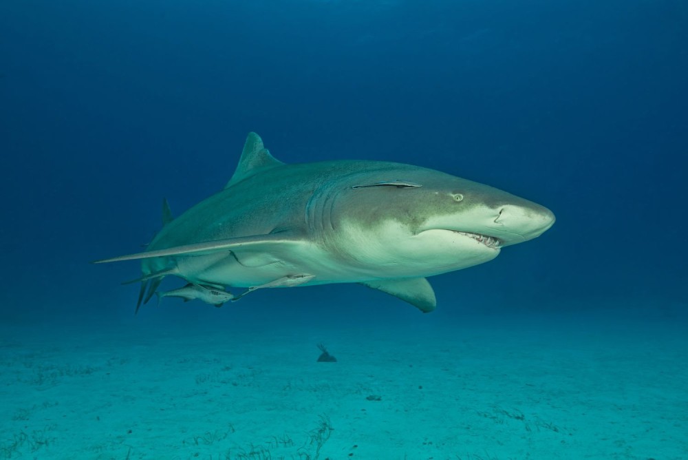 Salt Pans & Lemon Sharks Experience | ®ExcursionMania