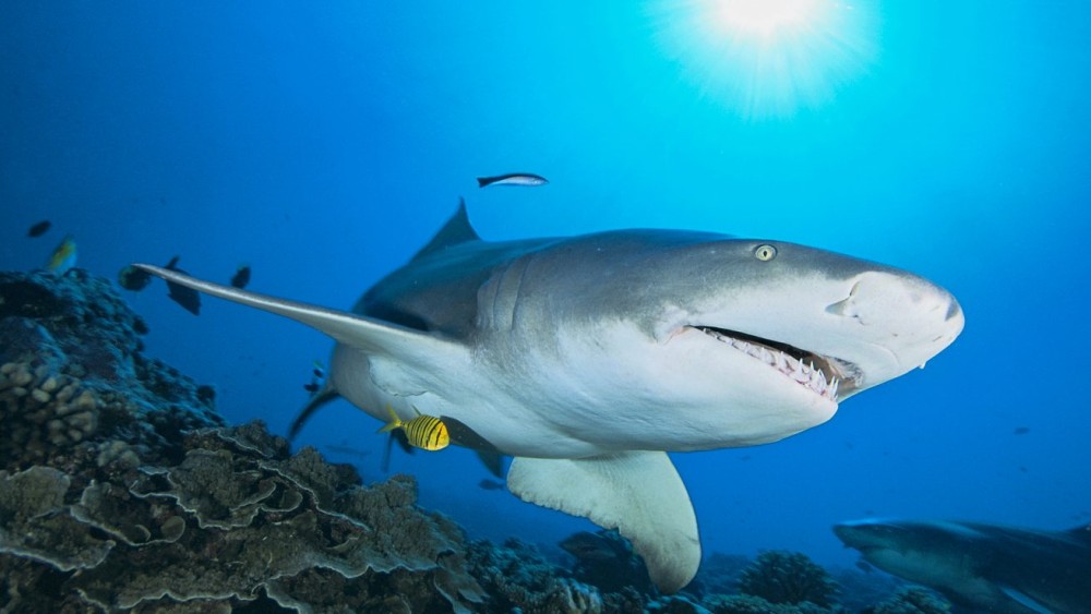 Salt Pans & Lemon Sharks Experience | ®ExcursionMania