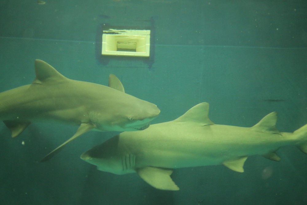 Salt Pans & Lemon Sharks Experience | ®ExcursionMania