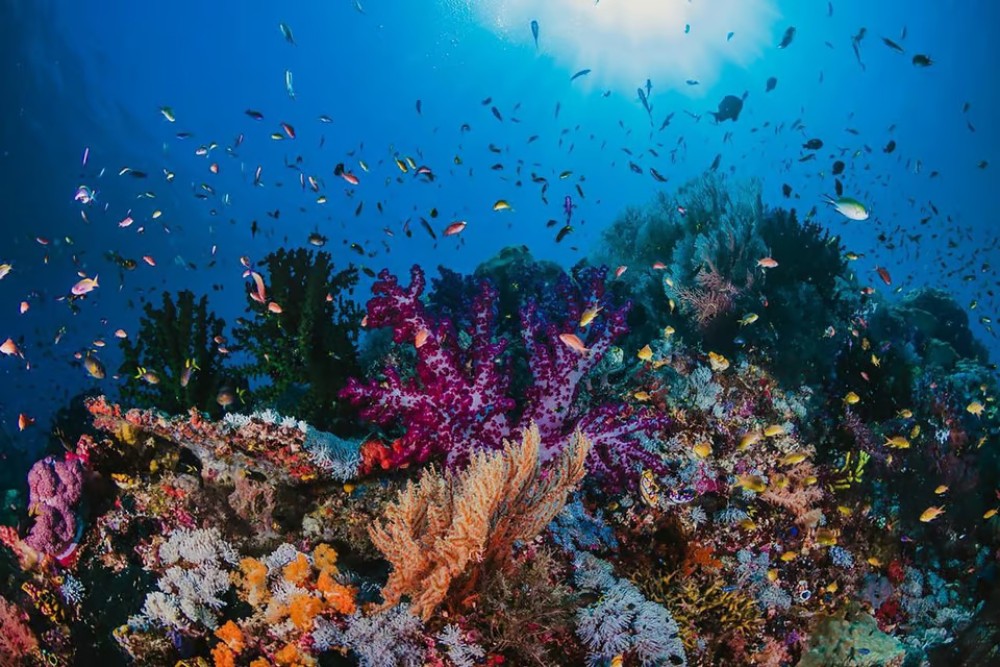 Hurghada: Platinum Orange Bay Snorkeling Cruise with Lunch | ®ExcursionMania
