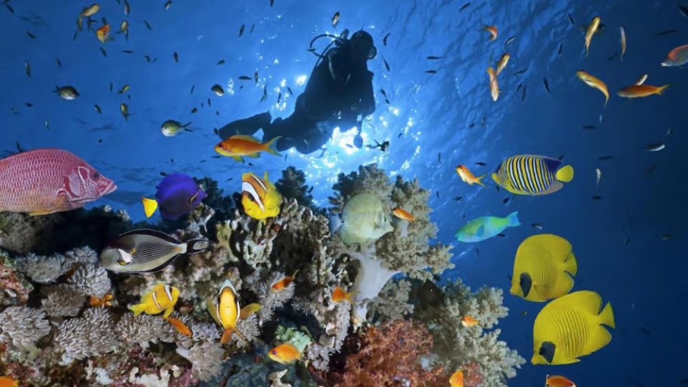 Hurghada: Intro Diving & Snorkeling Tour with Lunch & Drinks | ®ExcursionMania
