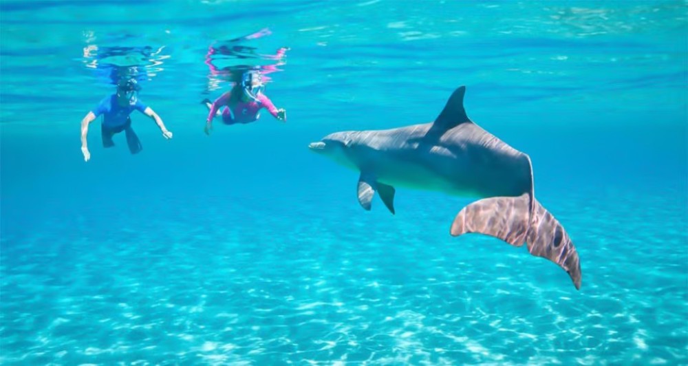 Hurghada: Dolphin Watching Snorkeling Cruise with Lunch | ®ExcursionMania