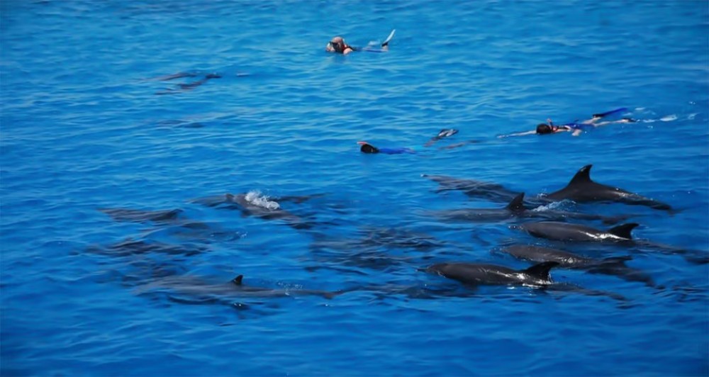 Hurghada: Dolphin Watching Snorkeling Cruise with Lunch | ®ExcursionMania