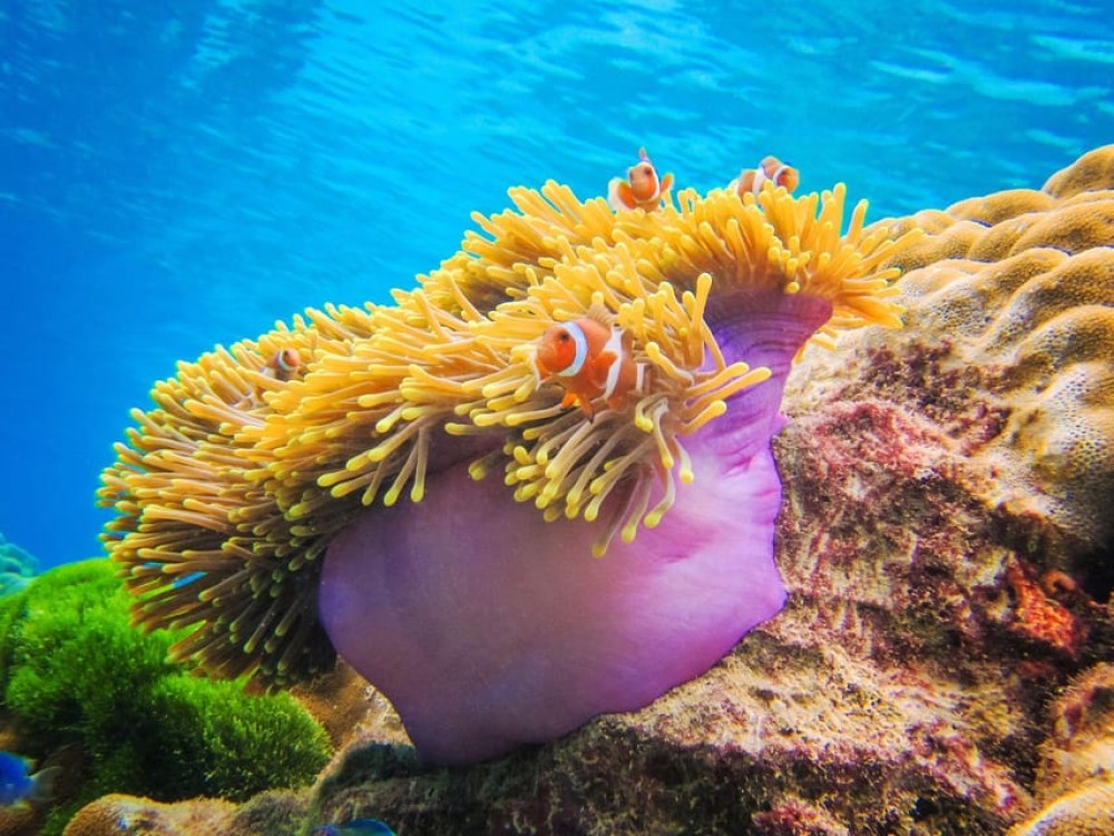 Phuket: Koh Rok and Koh Ha Day Trip Best of Marine Park | ®ExcursionMania