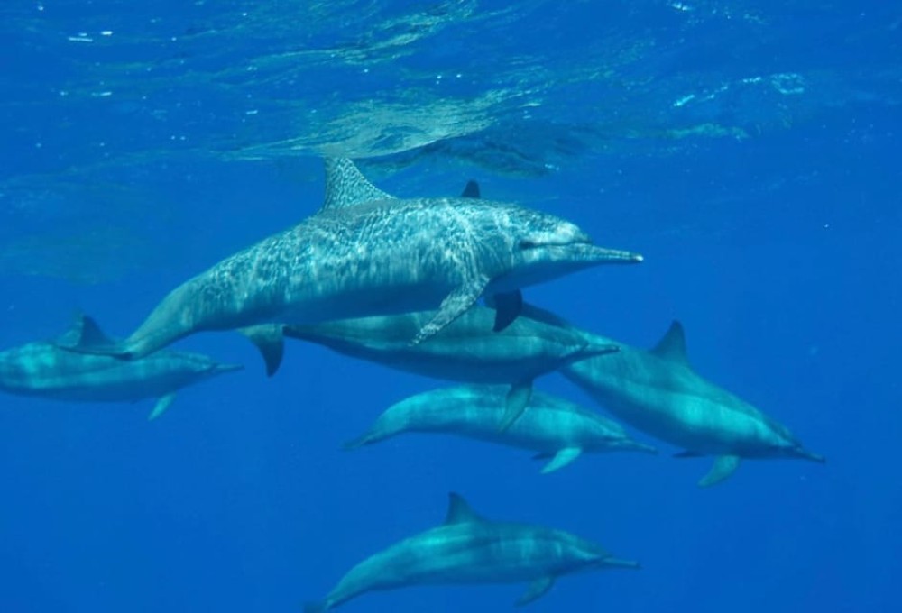 Sharm El-Sheikh: Royal Seascope Submarine Cruise with Pickup | ®ExcursionMania