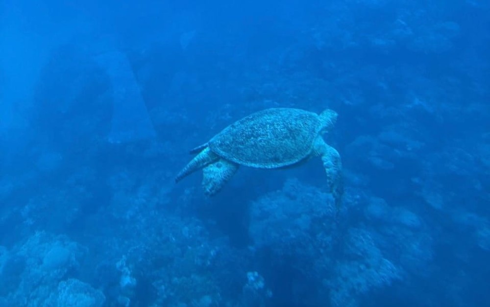 Sharm El-Sheikh: Royal Seascope Submarine Cruise with Pickup | ®ExcursionMania