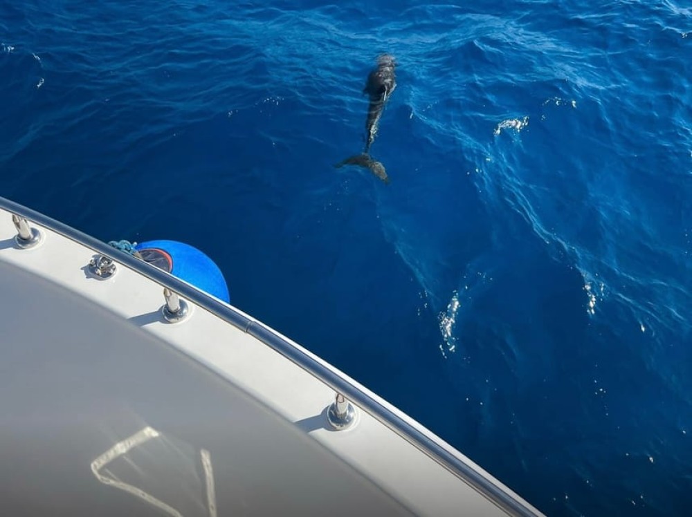 Sharm el-Sheikh: Ras Mohammed Elite VIP Cruise and BBQ Lunch | ®ExcursionMania