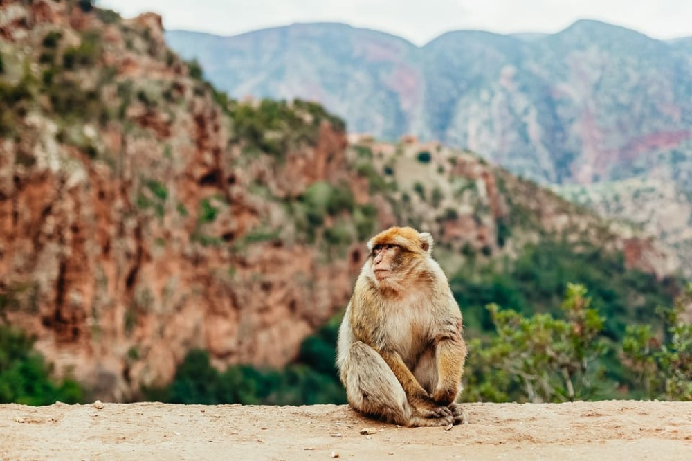 From Marrakech: Ouzoud Waterfalls Guided Hike and Boat Trip | ®ExcursionMania