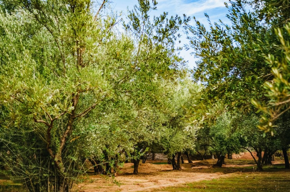 From Marrakech: Ouzoud Waterfalls Guided Hike and Boat Trip | ®ExcursionMania
