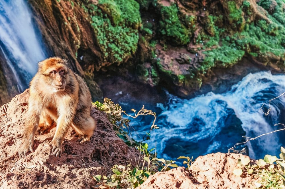 From Marrakech: Ouzoud Waterfalls Guided Hike and Boat Trip | ®ExcursionMania