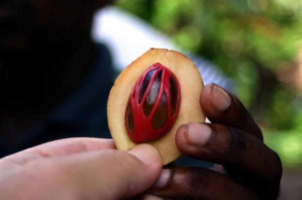 Zanzibar: Spice Tour  Stone Town Walking Tour | ®ExcursionMania
