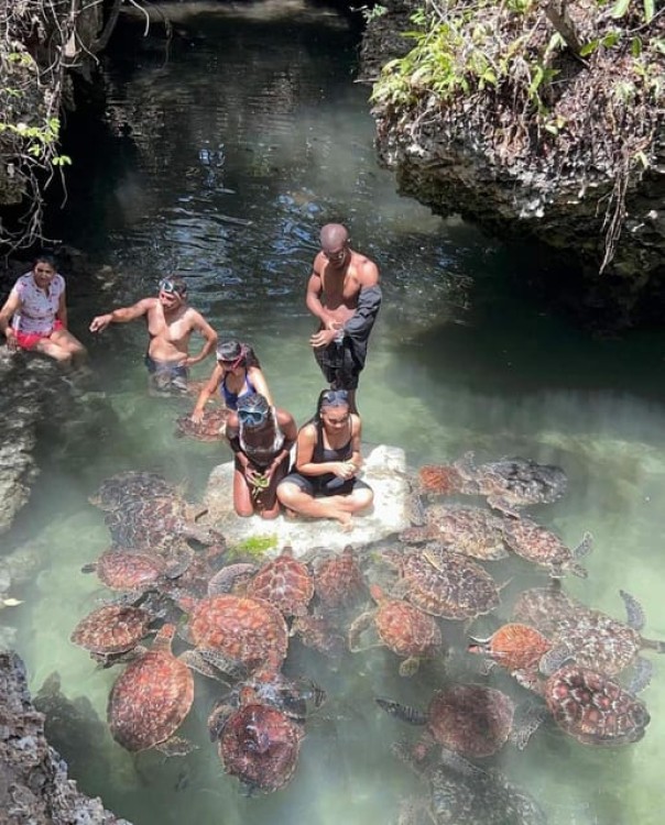 Zanzibar: Swim with turtles at Nungwi | ®ExcursionMania