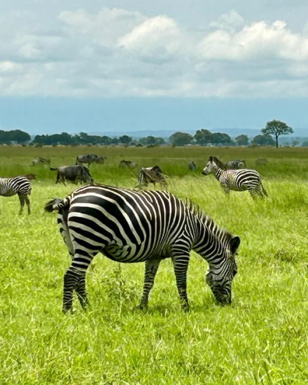 Safari Wildlife 3 Days 2 Night From Zanzibar To Mikumi | ®ExcursionMania