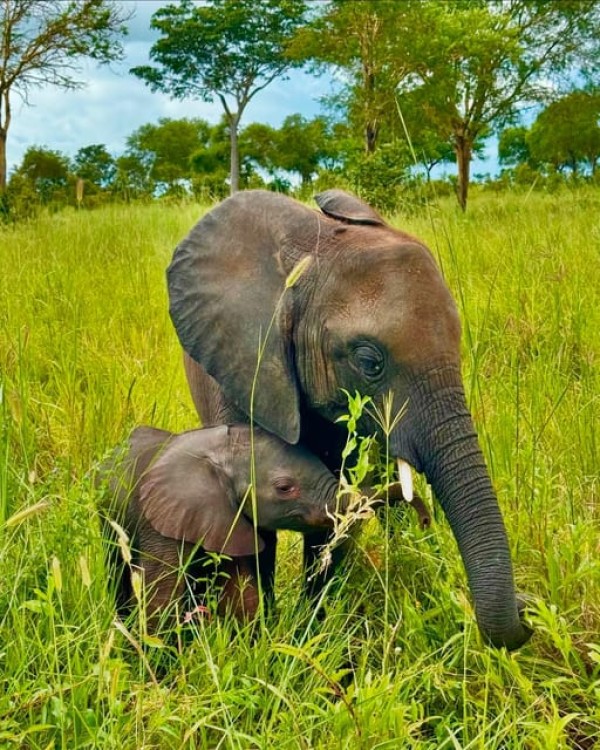 Safari Wildlife 3 Days 2 Night From Zanzibar To Mikumi | ®ExcursionMania