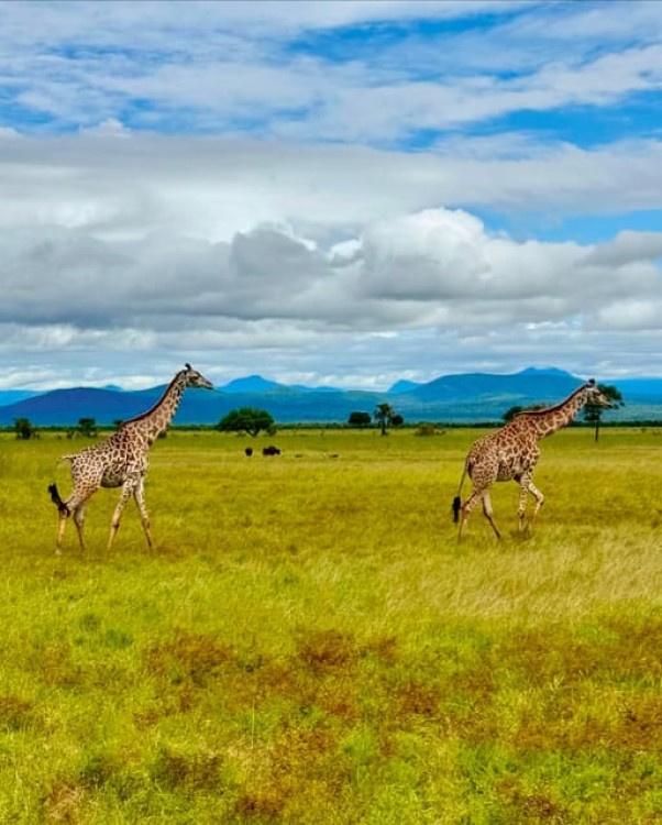 Safari Wildlife 3 Days 2 Night From Zanzibar To Mikumi | ®ExcursionMania