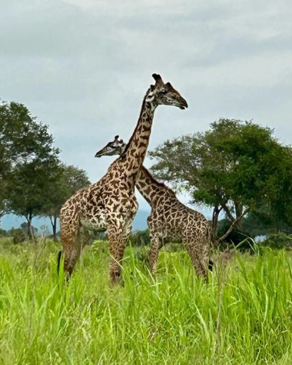 Safari Wildlife 3 Days 2 Night From Zanzibar To Mikumi | ®ExcursionMania