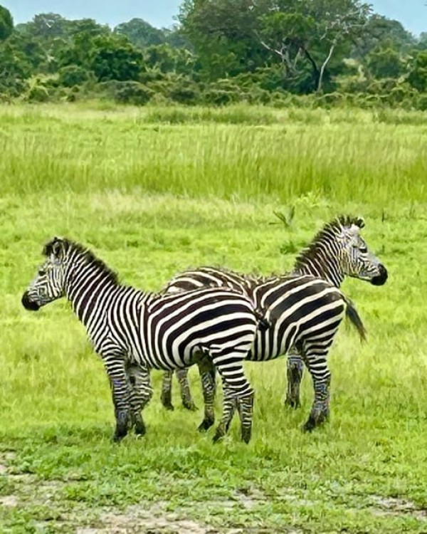Safari Wildlife 3 Days 2 Night From Zanzibar To Mikumi | ®ExcursionMania