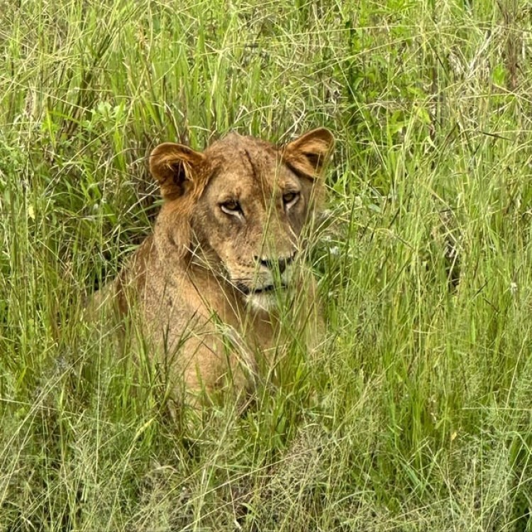 Safari Wildlife 3 Days 2 Night From Zanzibar To Mikumi | ®ExcursionMania