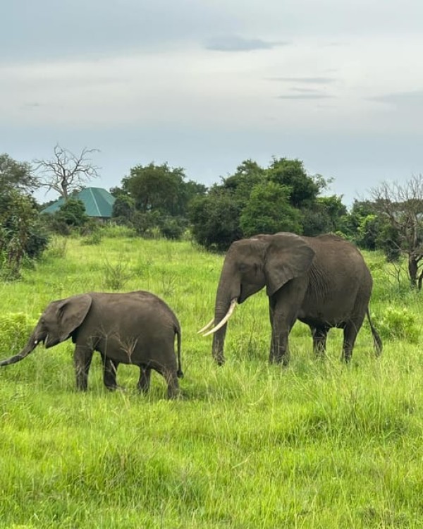 Safari Wildlife 3 Days 2 Night From Zanzibar To Mikumi | ®ExcursionMania