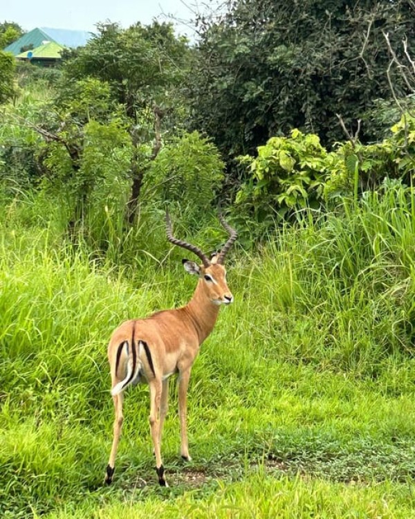 Safari Wildlife 3 Days 2 Night From Zanzibar To Mikumi | ®ExcursionMania