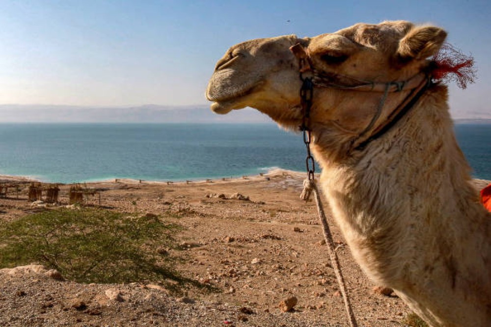 From Amman : Dead Sea , Madaba and Mount Nebo Full Day Tour | ®ExcursionMania