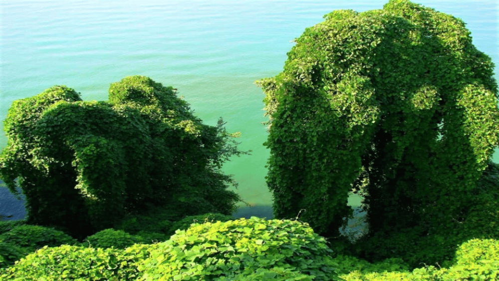 Batumi: Botanical Garden Petra Fortress and Miniatures Park | ®ExcursionMania