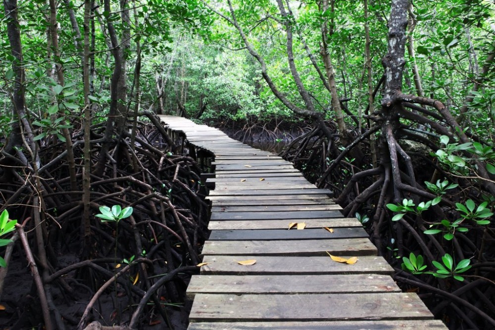 Zanzibar: Jozan Forest, Cave with The Rock Restaurant | ®ExcursionMania