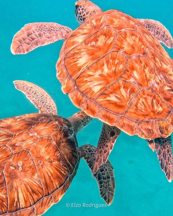 São Pedro Snorkel and Swim with Sea Turtles | ®ExcursionMania