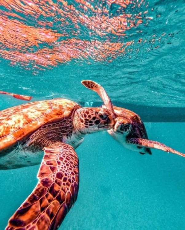 São Pedro Snorkel and Swim with Sea Turtles | ®ExcursionMania