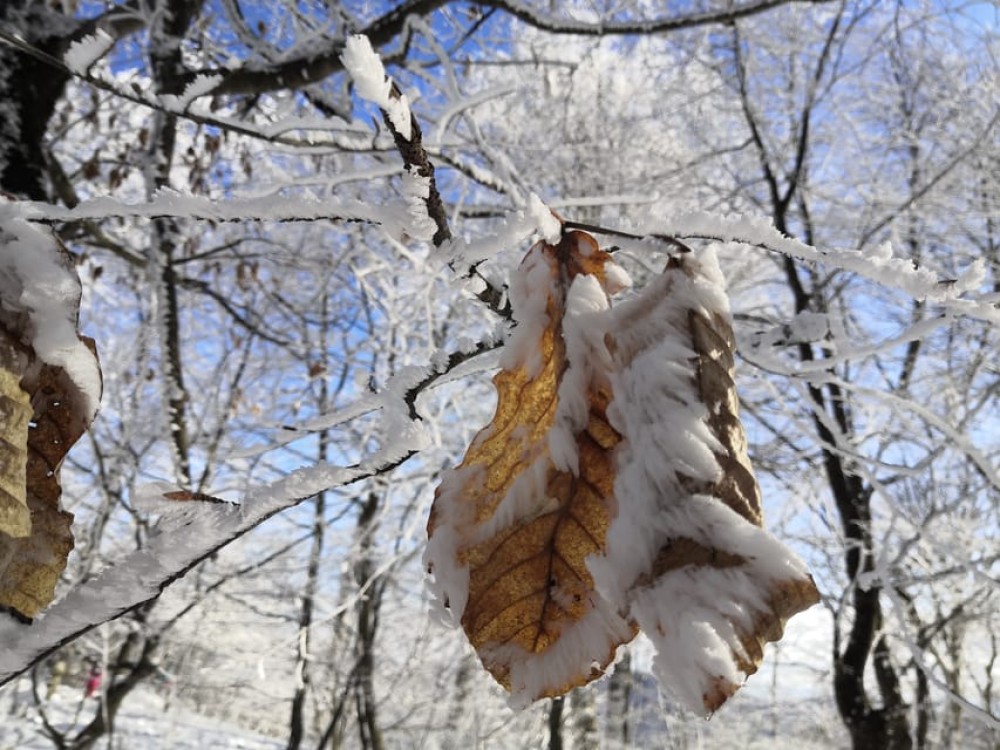 Day Trip to Tbilisi National Park: Magical Sabaduri Forest | ®ExcursionMania