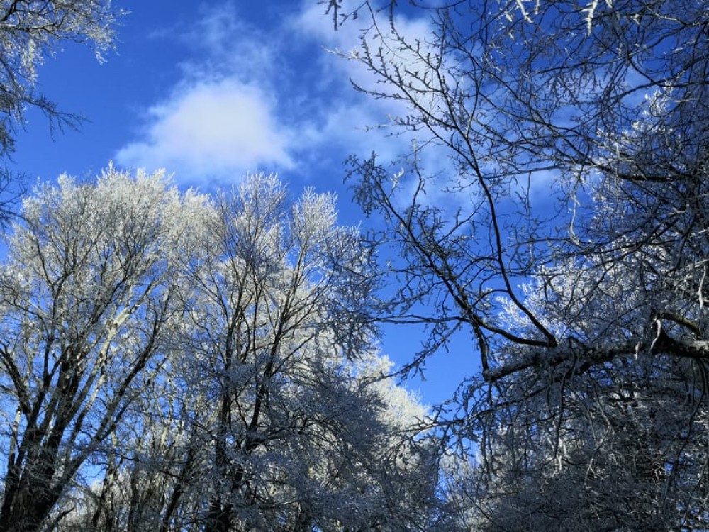 Day Trip to Tbilisi National Park: Magical Sabaduri Forest | ®ExcursionMania