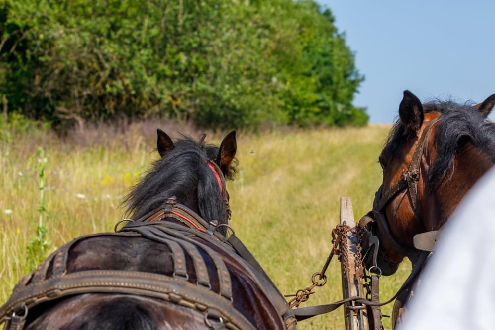 Zakopane: Horse-Drawn Rides with Local Guide & Food Tasting | ®ExcursionMania