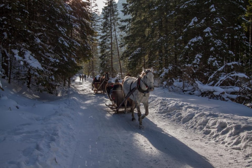 Zakopane: Horse-Drawn Rides with Local Guide & Food Tasting | ®ExcursionMania
