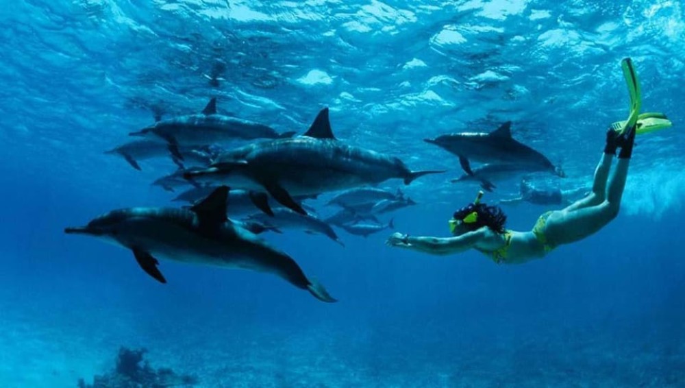 Zanzibar: Mnemba Boat Trip Dolphins Adventure trip | ®ExcursionMania