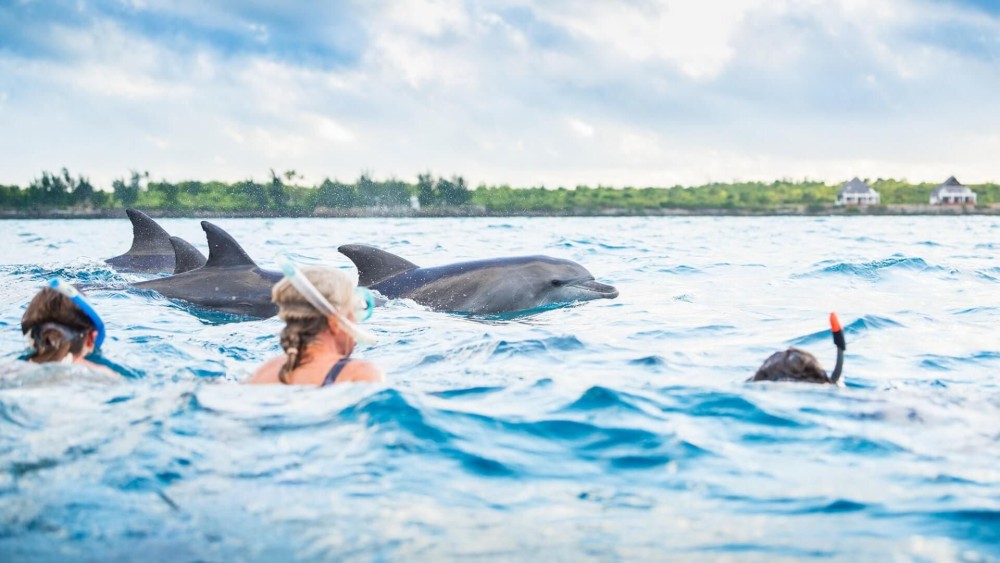 Zanzibar: Mnemba Boat Trip Dolphins Adventure trip | ®ExcursionMania