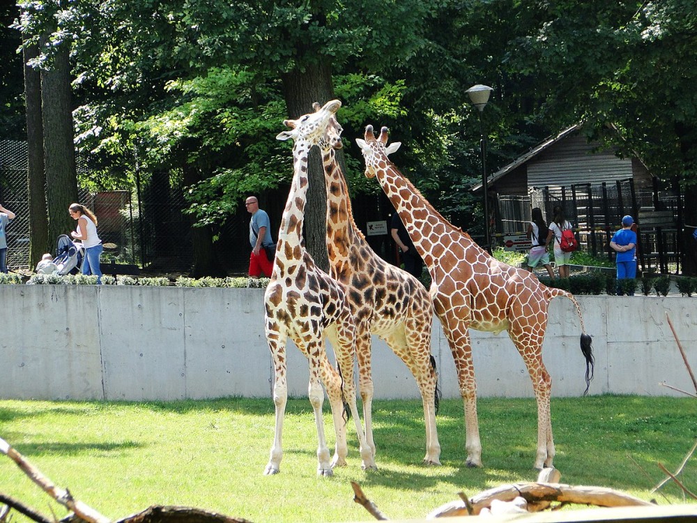Krakow: Zoo with Hotel Pickup | ®ExcursionMania