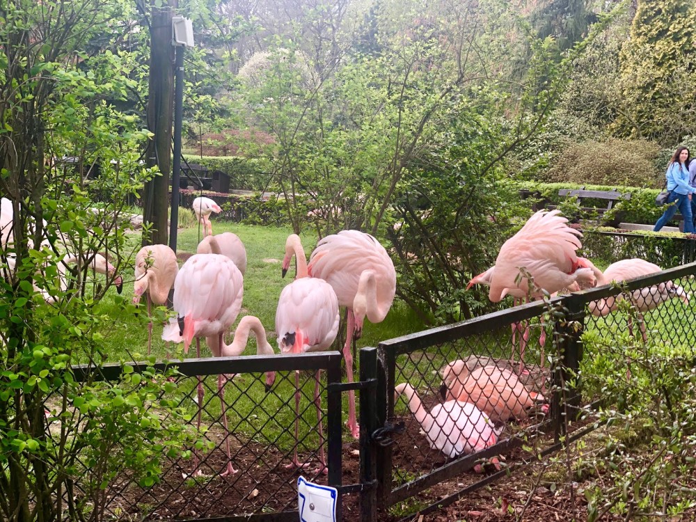 Krakow: Zoo with Hotel Pickup | ®ExcursionMania