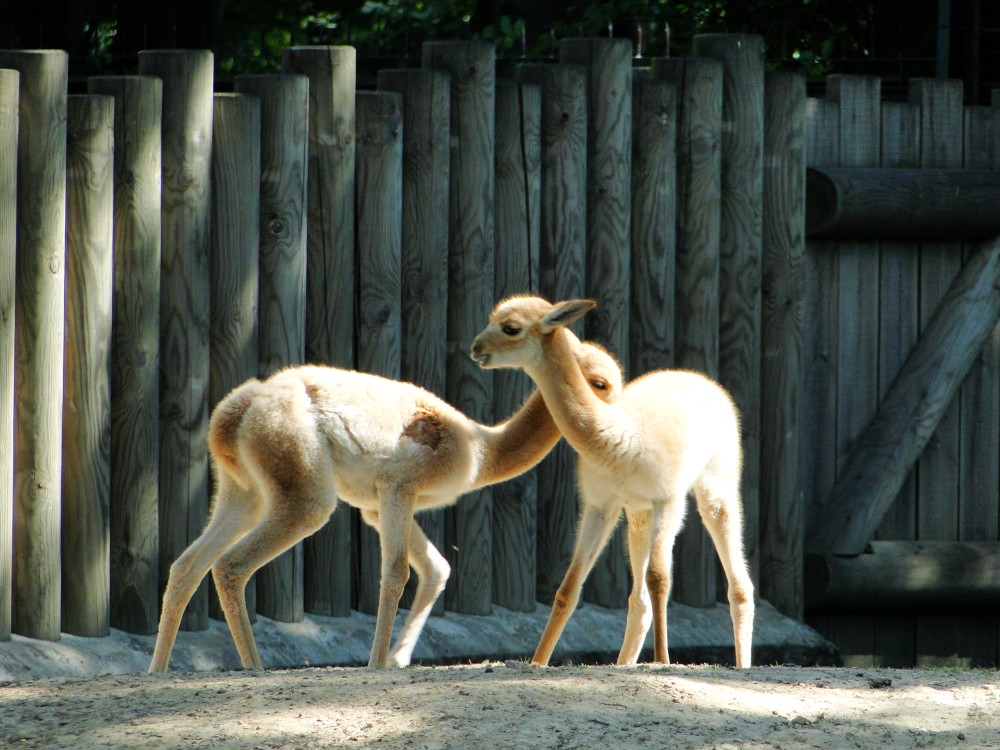 Krakow: Zoo with Hotel Pickup | ®ExcursionMania