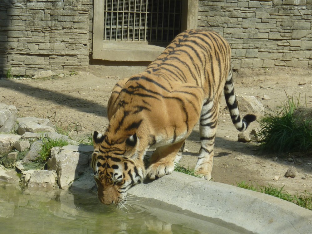 Krakow: Zoo with Hotel Pickup | ®ExcursionMania