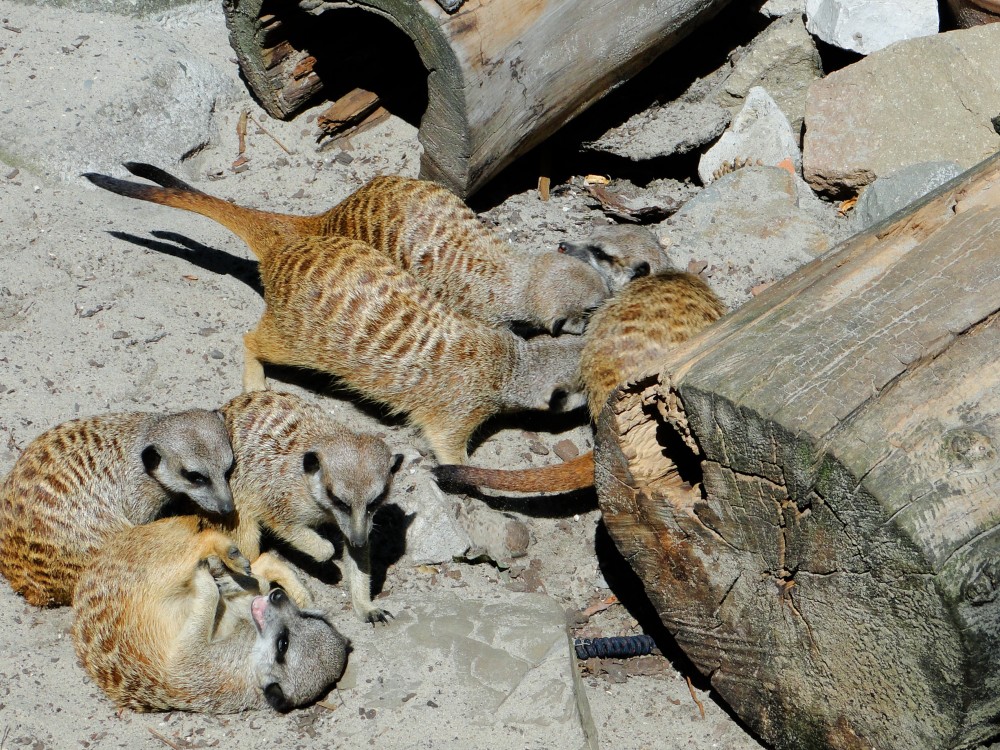 Krakow: Zoo with Hotel Pickup | ®ExcursionMania