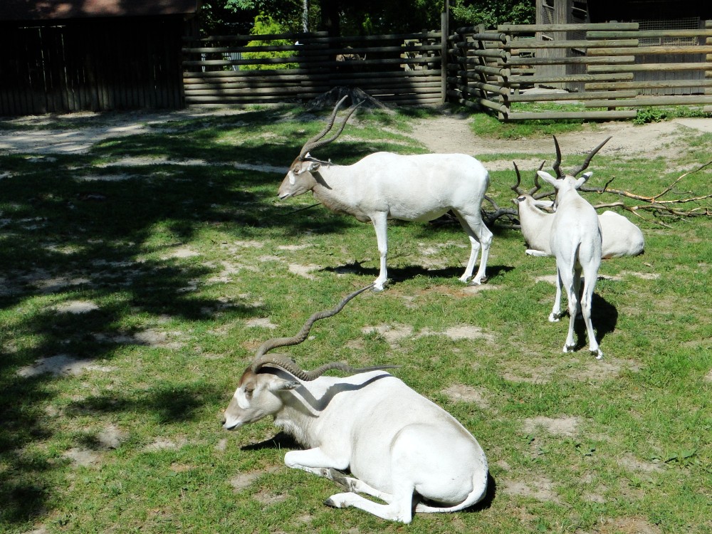 Krakow: Zoo with Hotel Pickup | ®ExcursionMania