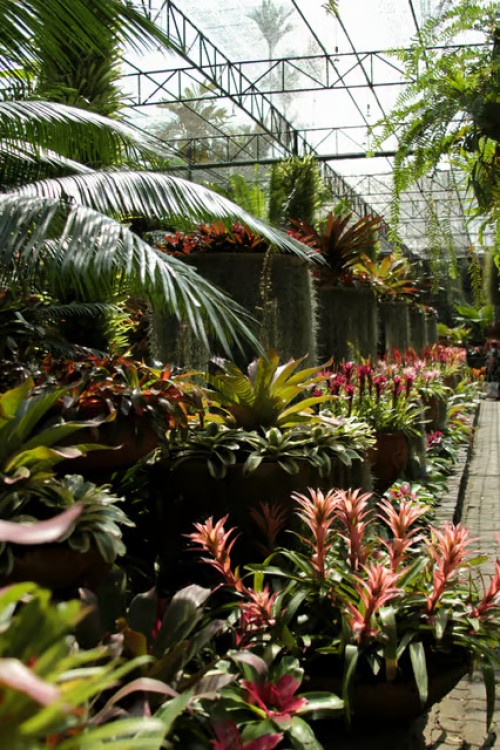 Bangkok: Nong Nooch Garden | ®ExcursionMania