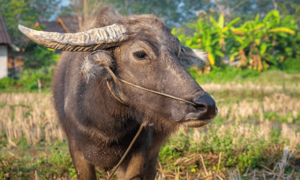 Siem Reap: Guided Countryside Bike Tour | ®ExcursionMania