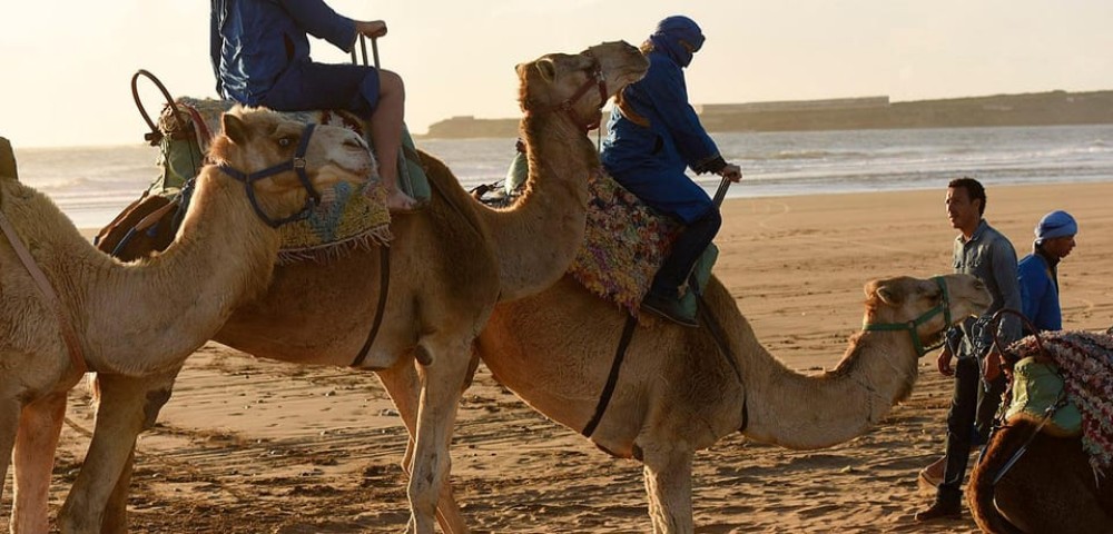 Essaouira: 2-Hour Camel Ride | ®ExcursionMania