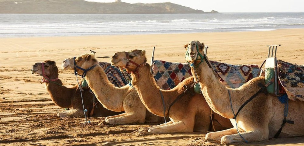 Essaouira: 2-Hour Camel Ride | ®ExcursionMania