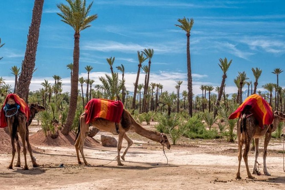 Marrakech Day-Trip with Camel Ride From Casablana | ®ExcursionMania