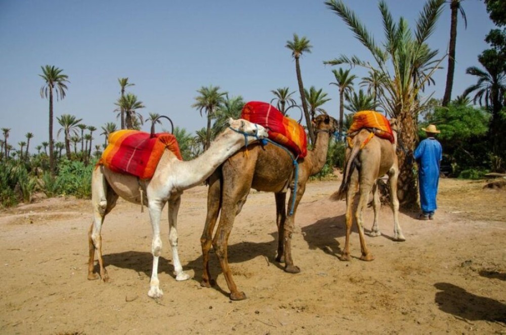 Marrakech Day Trip from Casablanca | ®ExcursionMania