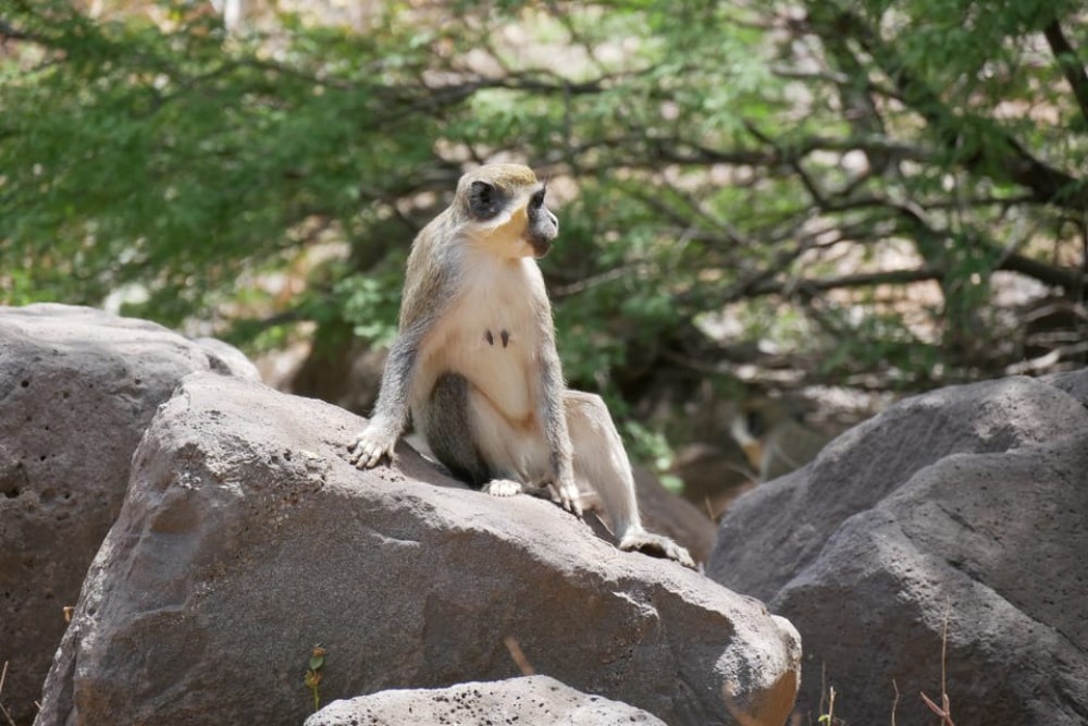 Praia: Guided Nature Hike to Cidade Velha | ®ExcursionMania