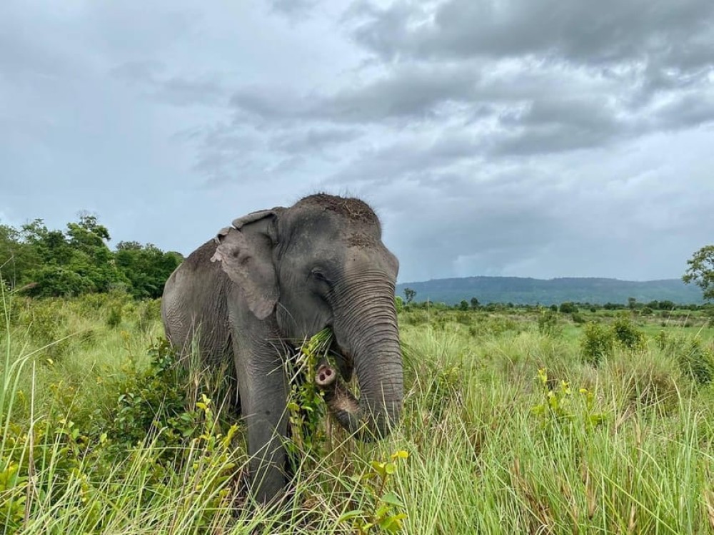 Kulen Elephant Forest & Tonlesap Lake Include boat /Transfer | ®ExcursionMania