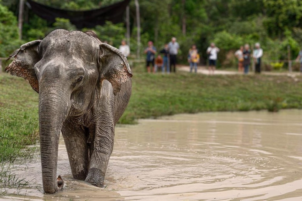 Kulen Elephant Forest & Tonlesap Lake Include boat /Transfer | ®ExcursionMania